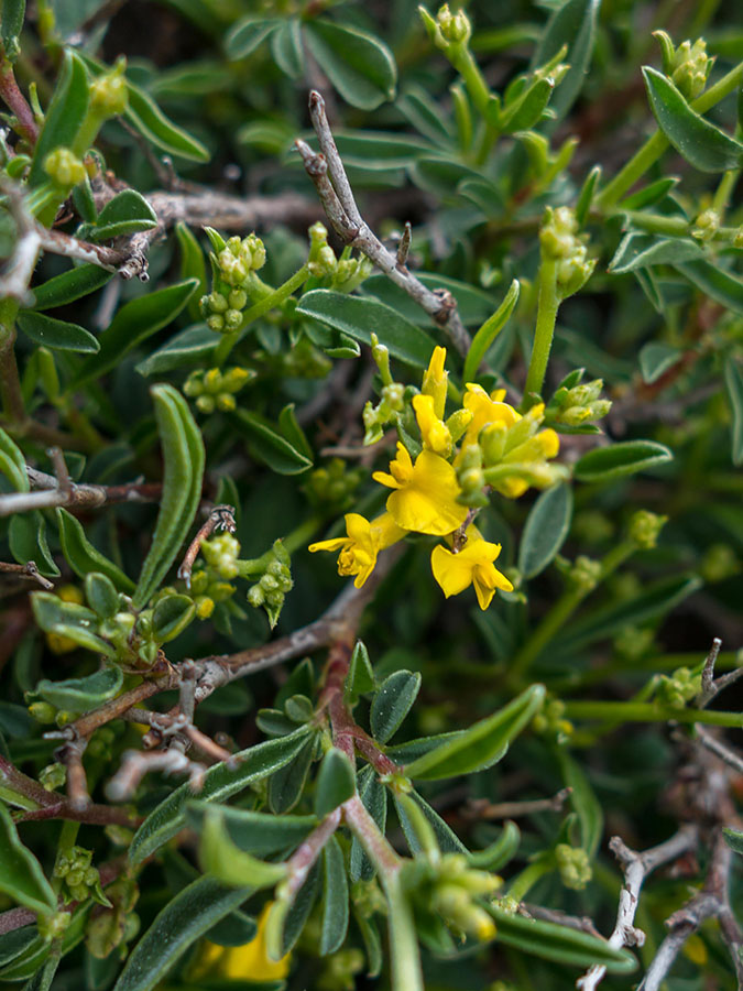 Anthyllis hermanniae / Vulneraria spinosa